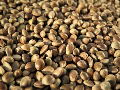 Ziarno konopne  3 kg