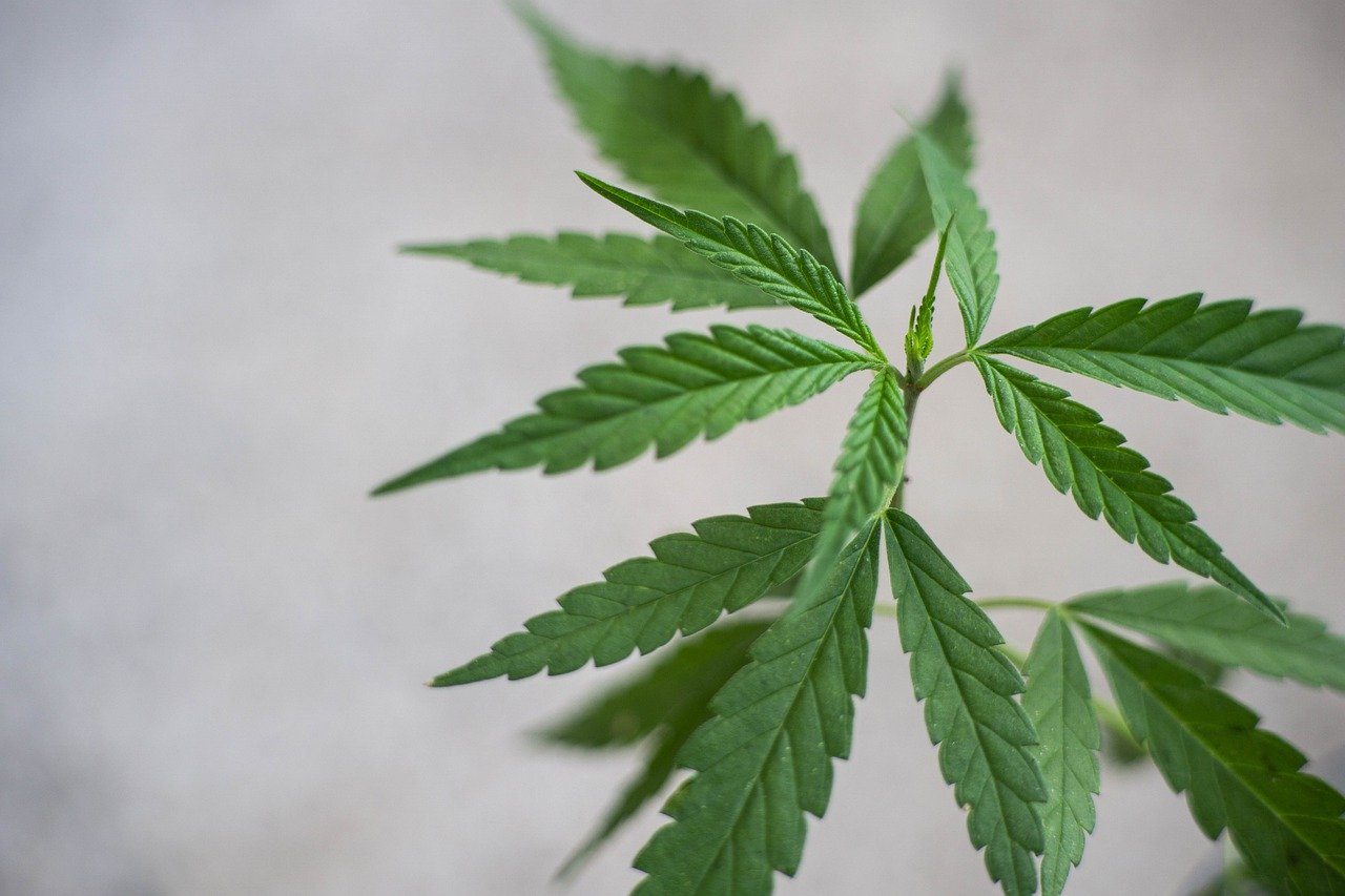 CBD na padaczkę lekooporną i epilepsję