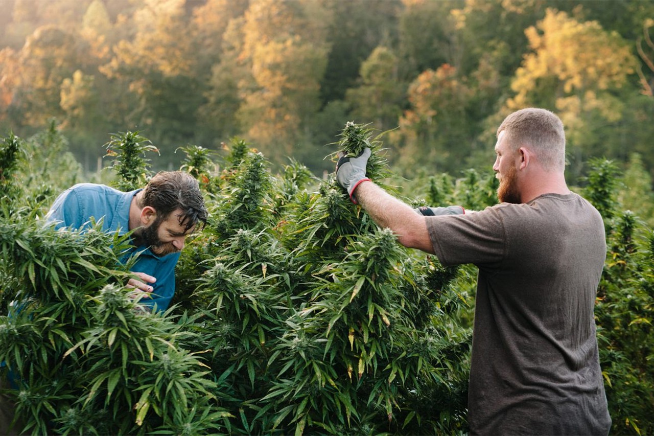 Olejek CBD a parkinson
