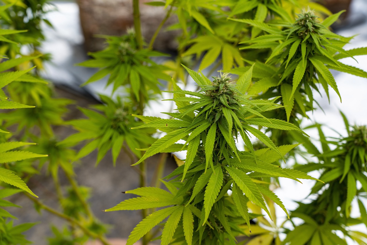 Certyfikaty olejków CBD
