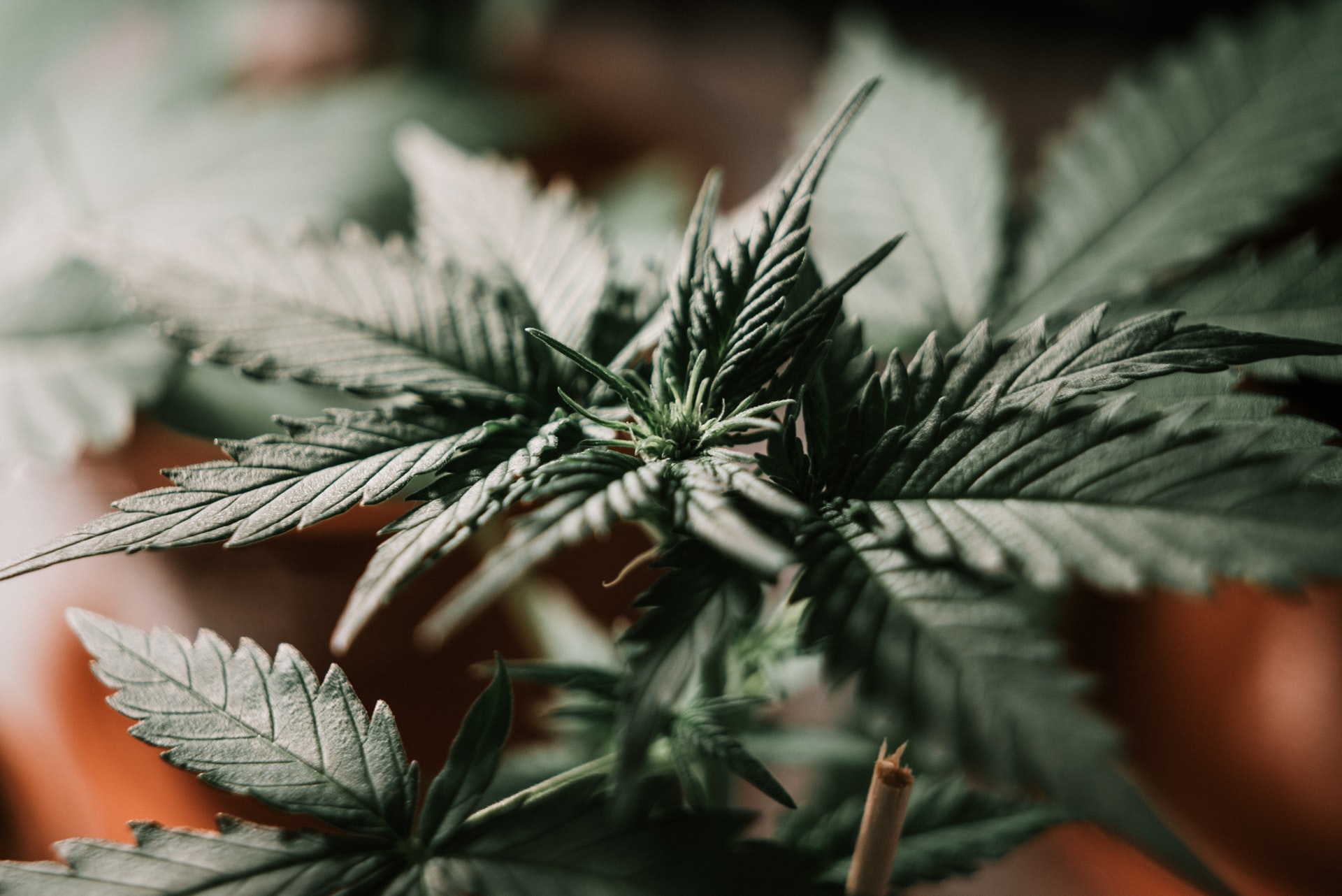 Działanie suszu konopnego CBD