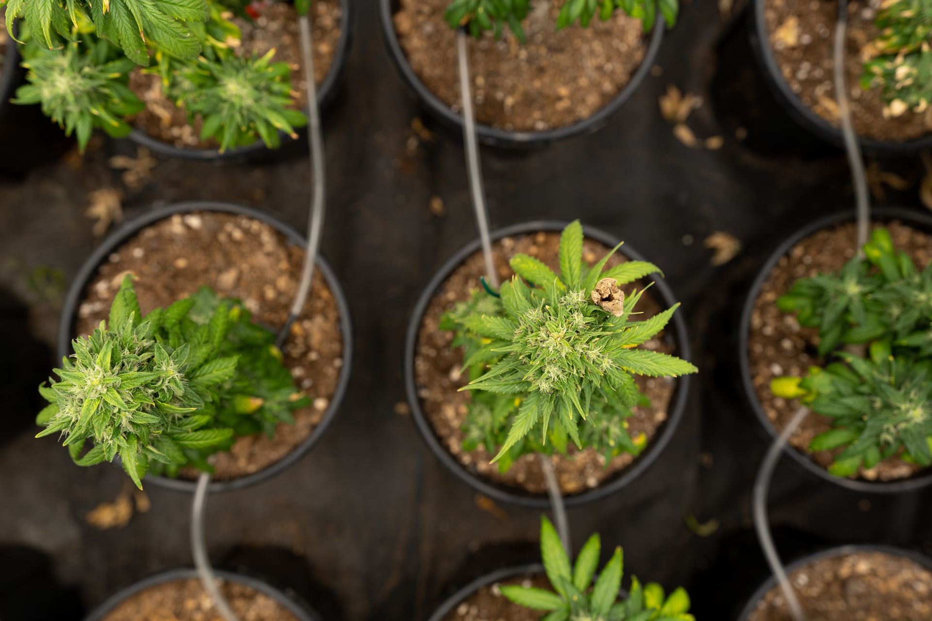 Co to jest i jak działa układ endokannabinoidowy?